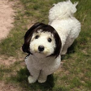 소형견 단발머리 가발 강아지 사진촬영 분장 소품