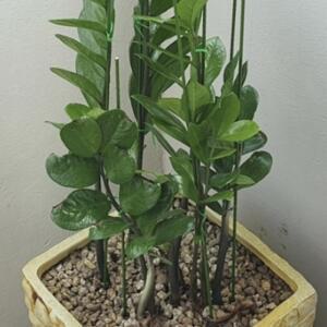 식물 지지대 80cm 10개 화분 넝쿨 오이대 철심 스틱