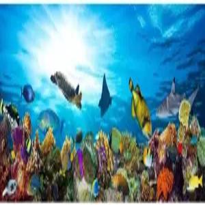 그레이트 배리어 열대어 컬러풀 산호와 물고기 바다 거북이 사진 쿨 월 아트 프린트 포스터 36x12