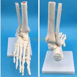 발 모형 관절 뼈 교육모형 골격 인체해부학