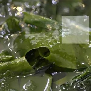 VB 완도미역 300g산모 청정 건조 산후 미역국 고급 좋은 산미역 건미역