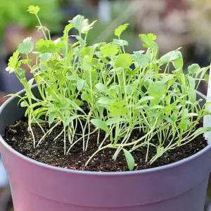 지렁이배양토 화분 고수 씨앗 비료 텃밭 세트 거실 인테리어 실내식물 미니 사무실 소형 키우기쉬운 집들이