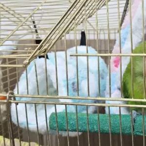 고리형 하트둥지 앵무새 포치 중강아지침대 애견 실외개집 방석 견집 쇼파 강아지 텐트 대형