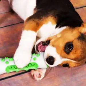 돌기 장난감 강아지 이닦이기 애견 치석제거 반려동물 노즈워크 커피츄 치발기 이갈이 대형견 ROOP S치석