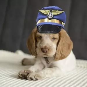 강아지 생일 파티 아메리칸 포스트 모자산책용 애견 반려견 패션 애완견 산책용