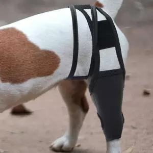 강아지 통깁스 슬개골 고관절 보호대 스트랩 S대 애견대 관절대 밴드 펫대 팻대