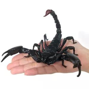 전갈 피규어 인형 곤충 모형 소품 장난감 생물도감