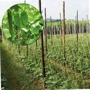 넝쿨식물 그물망 굵은 울타리망 2MX100M