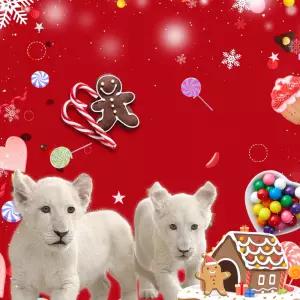 [대구] 네이처파크 입장권/경북/동물원/테마파크/놀이공원/가볼만한곳/체험/대구여행/아이와함께