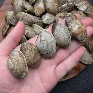 국내산 왕 바지락 해감 1kg