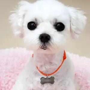 강아지 오색 줄 인식표 팬던트 이름표 1개 랜덤 색상 애완동물 리드 목걸이 태그 펜던트