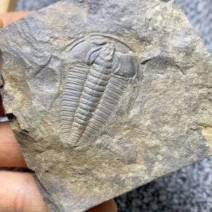 올원픽 화석 수석 공룡 장식품 삼엽충 암모나이트