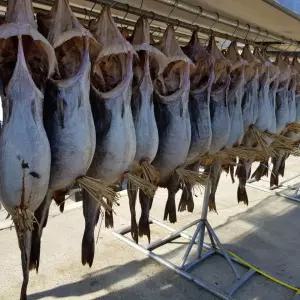 건담농수산 거제 외포 약대구 손질 말린대구