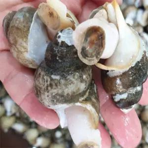 [맛] 급냉 자연산 자숙흑골뱅이1KG,50-70 냉동골뱅이