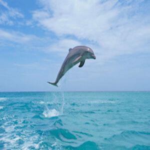 [괌]후기만족도 최고평점!! 돌핀크루즈+스노클링+선상낚시+회+맥주+샌드위치+한국인 가이드