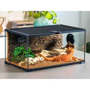 장수풍뎅이분양 왕사슴벌레 귀뚜라미 달팽이키우기