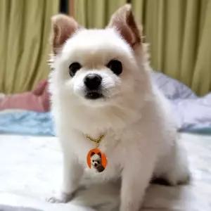 강아지 목걸이 반려동물 반려견 고양이 소형 대형견 등록 외장칩 번호 얼굴 사진 인식표 등록증 민증 메세지택 이름표 만들기 20cm이하