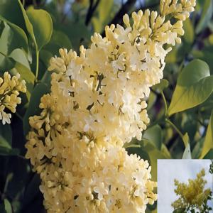 신품종 북경라일락나무 묘목 (베이징골드) 접목1년특묘