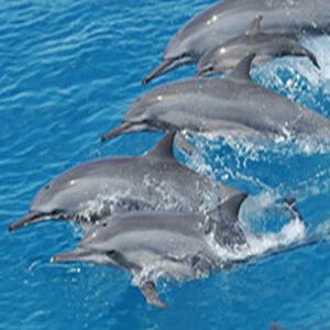 [괌] 피쉬아이 돌핀워칭크루즈 + 스노클링 + 런치뷔페