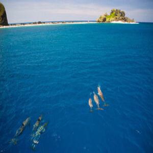 [괌] 피쉬아이 돌핀워칭크루즈+해중전망대관람+런치뷔페 (선택가능)