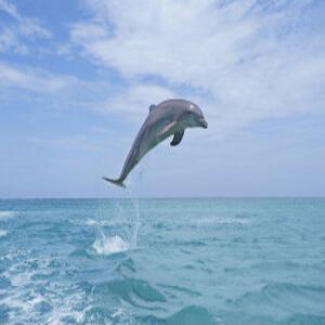 [괌]호핑투어 돌핀크루즈+스노클링+선상낚시+회+맥주+슈퍼패스카드+한국인 가이드