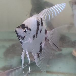 [신세계수족관] 골든마블 엔젤피쉬 1마리