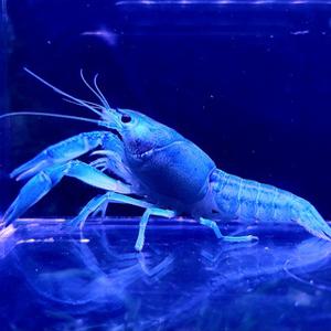 애완 가재 키우기 관상용 플로리다 허머 블루 가재1마리