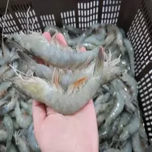 국내산 급냉 흰다리 새우 1kg 30-40미 내외 신안 고흥 제철 소금 대하 구이 캠핑 감바스