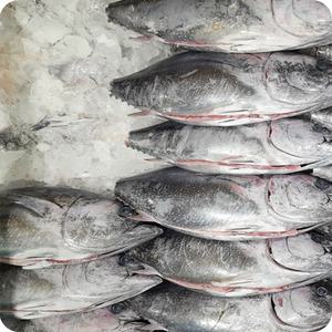 국내산 동해 참다랑어 생물 통 손질 참치 원물 8KG 이상급 생참치