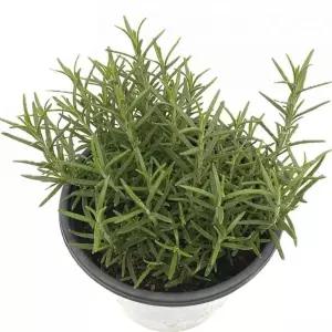 베하몰 실내 화초 로즈마리 중품 허브 약25cm/사무실/학교/원예/데코/공기/정화/청정/세트/화분/식물/키우