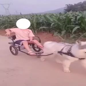 대형견썰매 개 반려견 훈련 하네스 트레일러 구르마