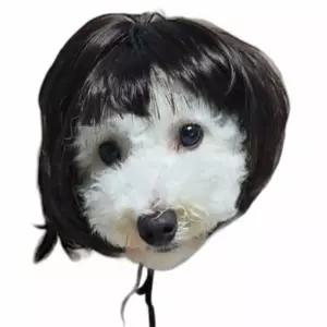 단발 강아지 가발 동물소품 애견 펫패션 고양이