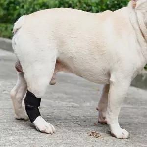 보호대 수술 강아지발목보호대 1P 강아지 깁스 강아지슬개골수술