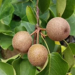 배나무 돌배나무 4년생 특묘 결실주 유실수 과실수 서울농원 묘목