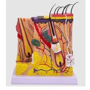 피부 구조 조직 피부과 확대 3차원 모낭 모형 모발