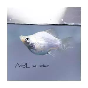 [에이투비]화이트 풍선 몰리 /3 - 4cm전후 / 1마리