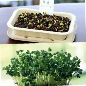키우기 세트 무순 채소 배양토 밀짚화분