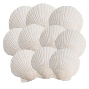 OTBGSR 10PCS 가리비 껍질, 4''-5'' 화이트 조개, DIY 공예, 페인팅, 해양 테마 파티 및 홈 데코레이션용.