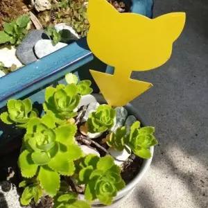 화분 식물 해충 끈끈이 1P 트랩 혹파리 초파리 퇴치 WEBEE8F