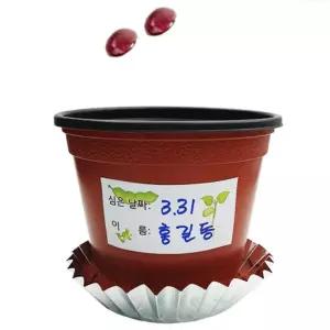 강낭콩 발아 새싹 식물한살이 화분세트 생명과학 새학기 쉬운