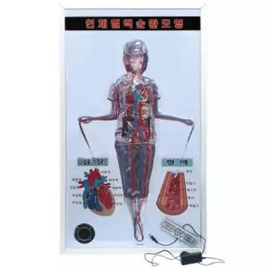 말하는 시청각 인체 혈액순환 순환계모형 리모컨포함 즐거운실험 과학두뇌