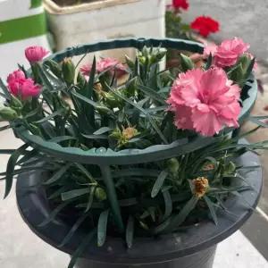 식물 지지대 15cm 화초 지지 지지봉 농작물 넝쿨 고추 넝쿨 식물 지지대 원형