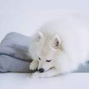 대형견 꿀잠 휴식용 방석겸 침대 XL U142819 대형견용