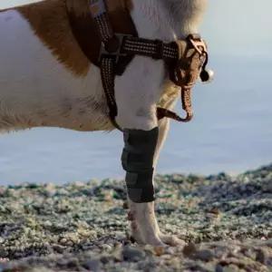 [콩심팥심]슬개골 보호대 강아지 통깁스 S 관절