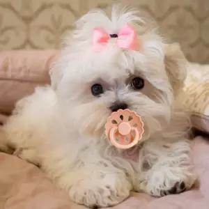 분리불안 이갈이 반려견 공갈젖꼭지 물품 용품 개 치발기 쪽쪽이 터그놀이 강아지 트렌드 동물 추천템 장난