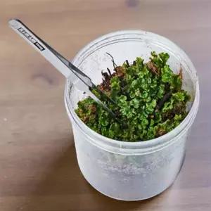 지렁이 키우기 반려돌 분해생물 지렁이알 이끼키우기세트