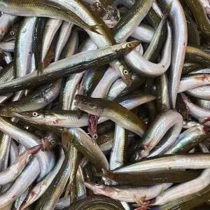 동해 국내산 양미리 1두름 20미