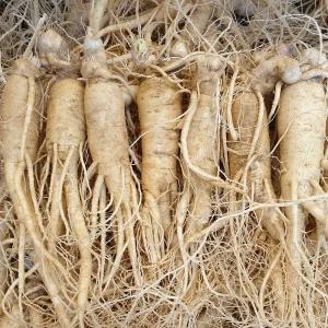 풍기인삼 수삼 정품원수삼 750g (5뿌리) 6년근 인삼 홍삼용 꿀절임 담금주용