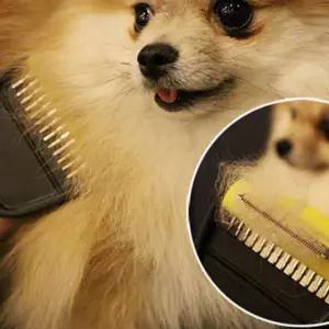강아지 고양이 엉킨털 죽은 제거 브러쉬비숑빗 애견 그루밍 그루 슬리커