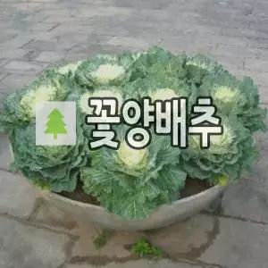 꽃양배추 미니양배추 흰색 6치포트 5개